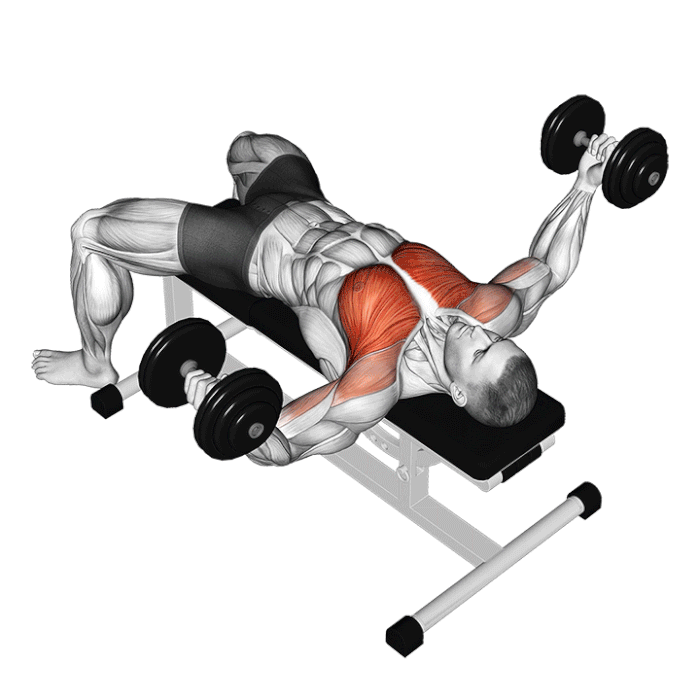 Exercice Écarté aux haltères