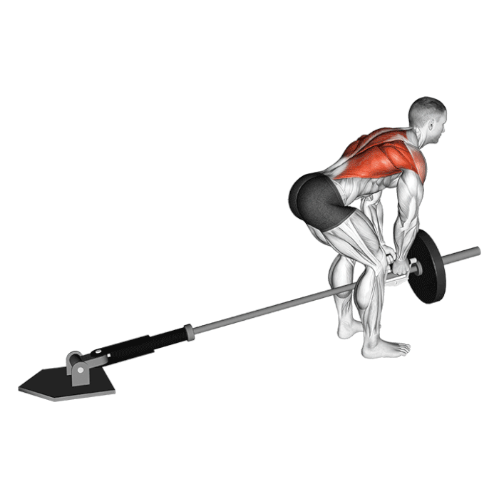 Exercice Rowing T-bar